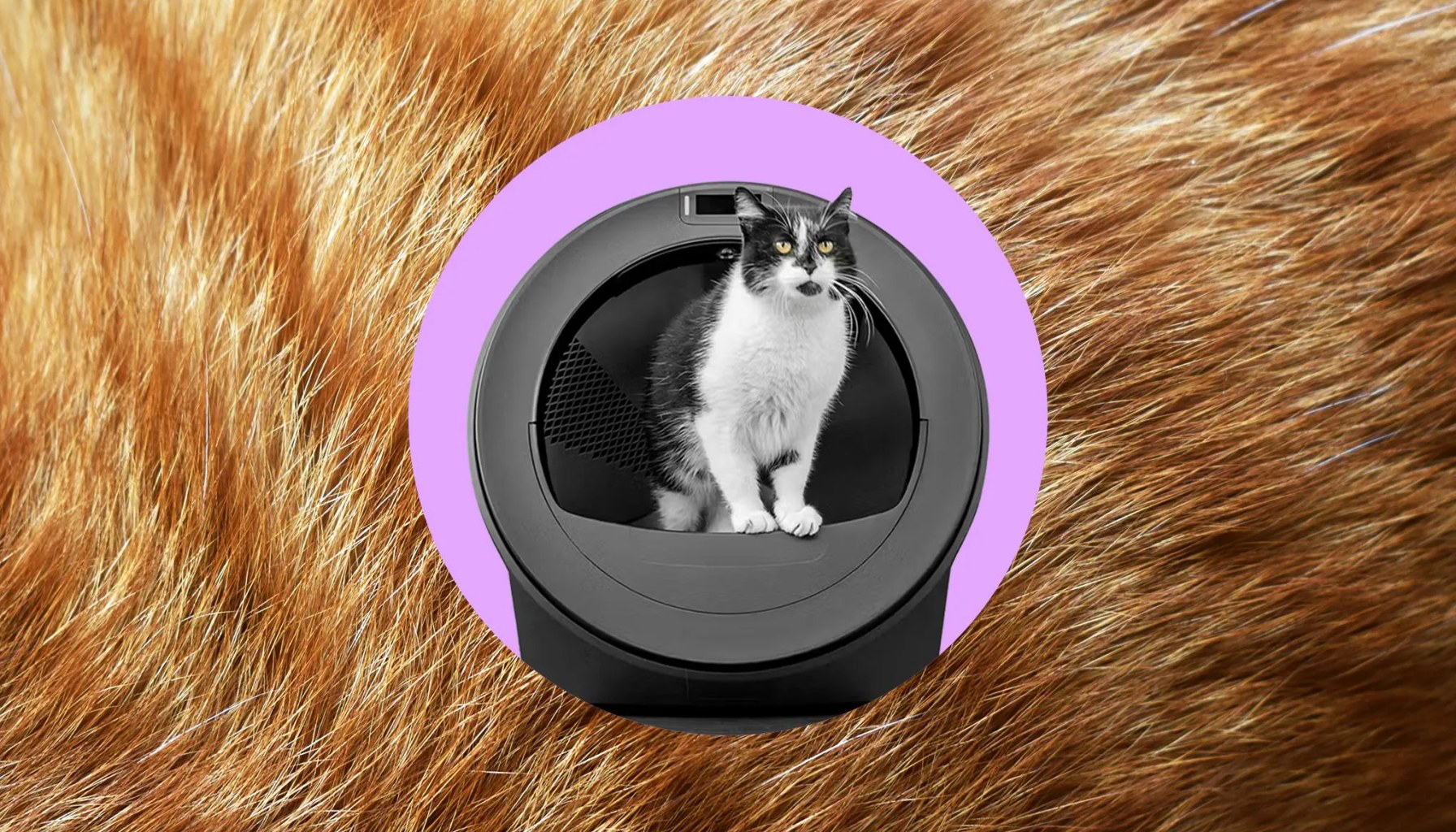 Whisker’s AI-powered litter robot thinks my cats swapped bodies